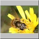 Cheilosia canicularis - Korbbluetler Erzschwebfliege w07b.jpg